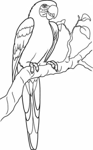 Parrot Coloring Pages Free Printable   9548
