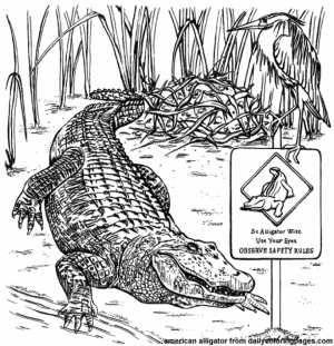 Picture of Alligator Coloring Pages Free for Children   upmly