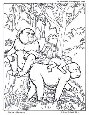 Picture of Nature Coloring Pages Free for Children   upmly