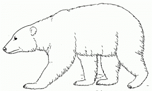 Picture of Polar Bear Coloring Pages Free for Children   upmly