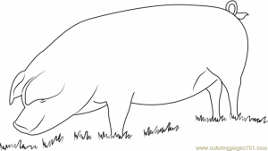 Pig Coloring Pages for Kids   37759