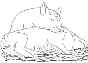 Pig Coloring Pages Free   88503