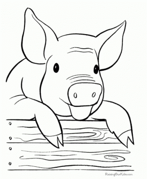 Pig Coloring Pages Free   wy71l