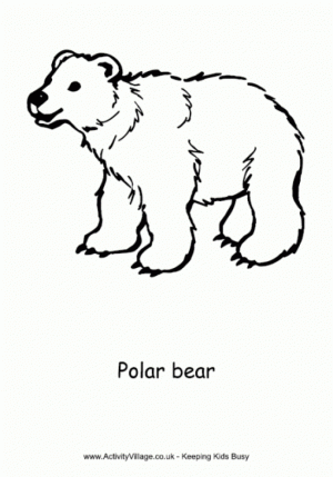 Polar Bear Coloring Pages for Toddlers   dl53x