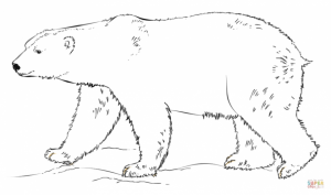 Polar Bear Coloring Pages Printable for Kids   r1n7l