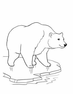 Polar Bear Coloring Pages to Print Online   lj8rr