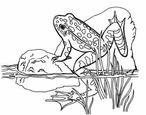 Preschool Frog Coloring Pages to Print   4ABJZ