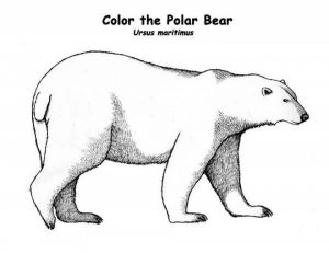 Preschool Polar Bear Coloring Pages to Print   nob6i