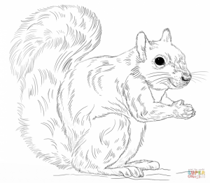 Preschool Squirrel Coloring Pages to Print   nob6i