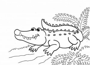 Printable Alligator Coloring Pages for Kids   5prtr