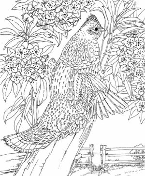 Printable Difficult Animals Coloring Pages for Adults   OI73