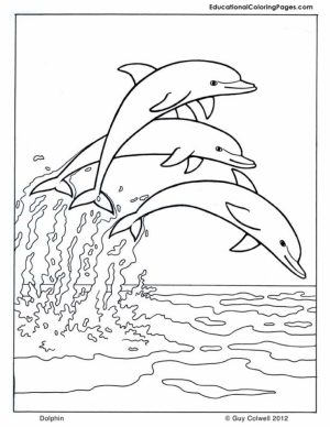 Printable Dolphin Coloring Pages   21748