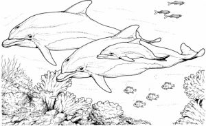 Printable Dolphin Coloring Pages   31792