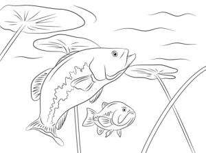 Printable Fish Coloring Pages Online   711877