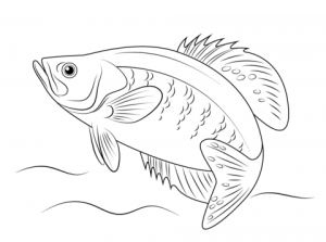 Printable Fish Coloring Pages Online   781025