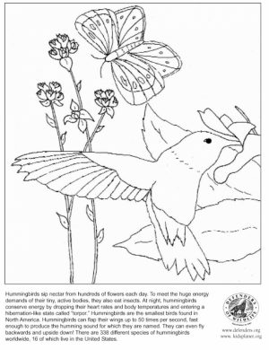 Printable Hummingbird Coloring Pages Online   46714