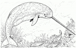 Printable Narwhal Coloring Pages Online   17696