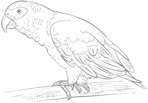 Printable Parrot Coloring Pages   63679