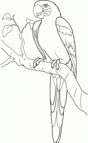 Printable Parrot Coloring Pages Online   64038
