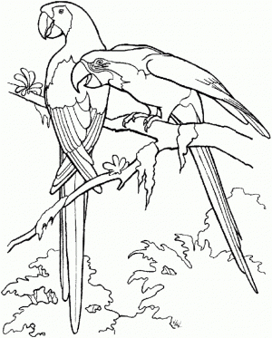 Printable Parrot Coloring Pages Online   85256