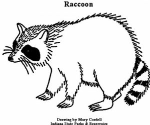Printable Raccoon Coloring Pages   01827