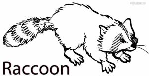 Printable Raccoon Coloring Pages   42472