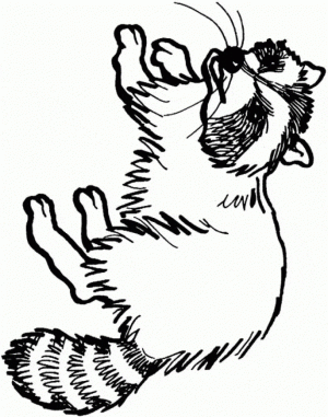 Printable Raccoon Coloring Pages Online   90455