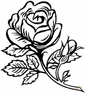 Printable Roses Coloring Pages for Adults   29255
