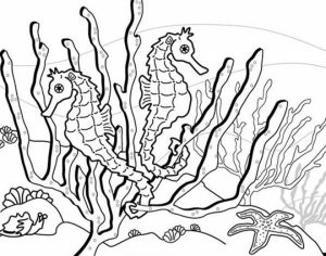 Printable Seahorse Coloring Pages Online   34394