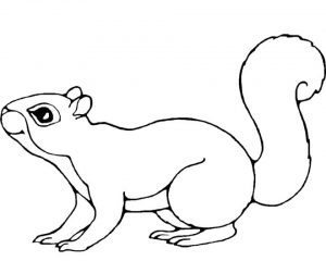 Printable Squirrel Coloring Pages for Kids   5prtr
