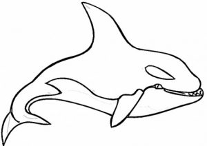 Printable Whale Coloring Pages   29255