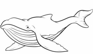 Printable Whale Coloring Pages   41558