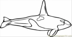 Printable Whale Coloring Pages   63679