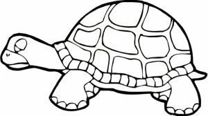 Printables for Toddlers   Turtle Coloring Pages Online Free   m7pzl