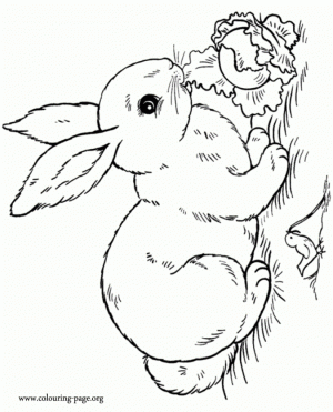 Rabbit Coloring Pages Free for Kids   IX63T