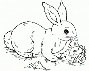 Rabbit Coloring Pages Free to Print   NU02M