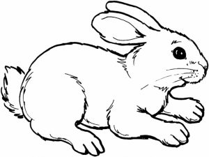 Rabbit Coloring Pages to Print Online   625N6