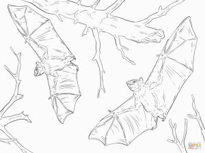 Realistic Bat coloring pages printable   85167
