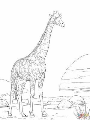 Realistic Giraffe Coloring Pages for Adults   74916