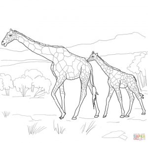 Realistic Giraffe Coloring Pages for Adults   94710
