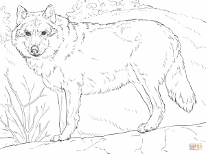 Realistic Wolf Coloring Pages for Adults Free Printable   21775