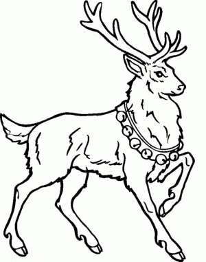 Reindeer Coloring Pages for Kids   53621
