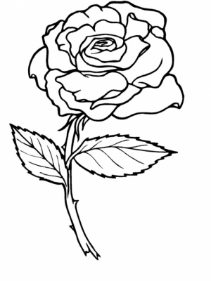 Roses Coloring Pages for Adults Free Printable   9548