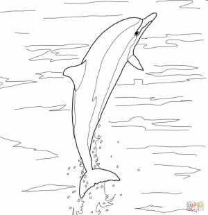 Sea Animal Coloring Pages of Dolphin To Print   4794