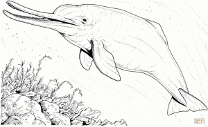 Sea Animal Coloring Pages of Dolphin To Print   51320