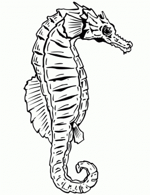 Seahorse Coloring Pages Free Printable   42032