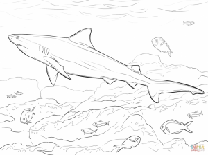 Shark Coloring Pages for Adults   86941