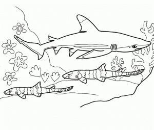 Shark Coloring Pages Printable   27894