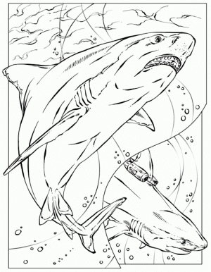 Shark Coloring Pages Printable   51739
