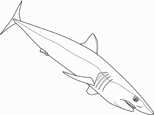 Shark Coloring Pages to Print   74621